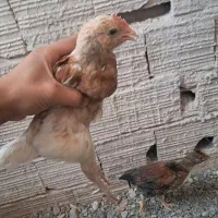 جوجه محلی اصل وگلین