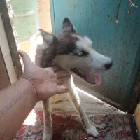 سگ هاسکی