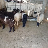 بره