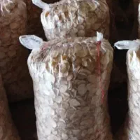 موسیر