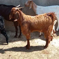 بزغاله چاق خسی