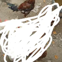 لاری خروس یک عدد مرغ لاری سه عدد