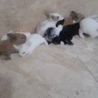 بچه خرگوش