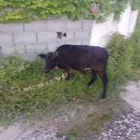 گاو جرسی