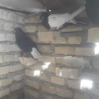 کبوتر ماده کلیه ای
