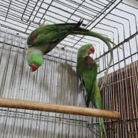 جفت شاه طوطی نر و ماده بالغ