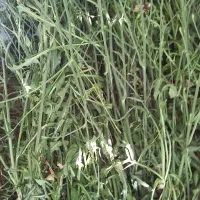 کاسنی خشک