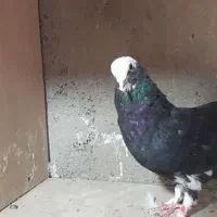 1 طوق کبوتر ابلق سیاه