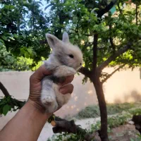 خرگوش های  جرسی لوپ پشمالو دونی 450