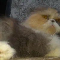 گربه پشمالو