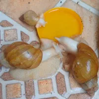 واگذاری حلزون آلبینو مولد