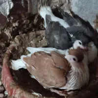 جفت جوجه دوبالی کاکولی