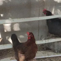 مرغ وخروس تخم گذار