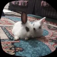 خرگوش امریکایی ومنیاتوری