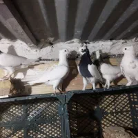 5عدد کبوتر طوقی