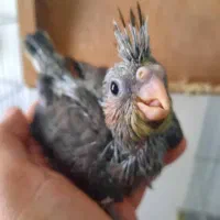 جوجه عروس هلندی