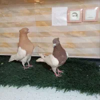 نروماده کله ای