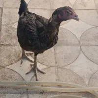 مرغ لاری افغان