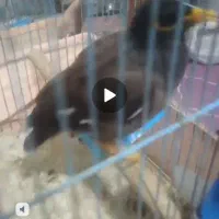 مینا معاوضه با لاری