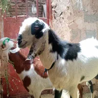 نری پنجاب دندان شیردرجه یک