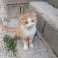واگذاری تعدادی بچه گربه