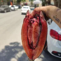 فروش ماهی قزل و سالمون بصورت زنده