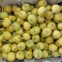 انجیر زرد گرمسار