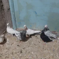 کفتر