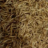 میلورم خشک‌، زنده