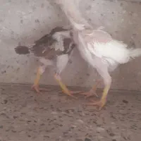 جوجه لاری