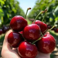 باغ گیلاس