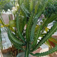 تعداد محدودی گل