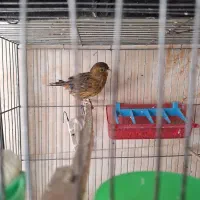 قناری ماده سوخته