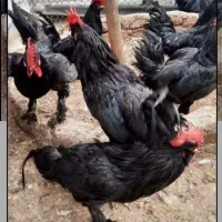 جهت ایام سمانی خروس قربانی