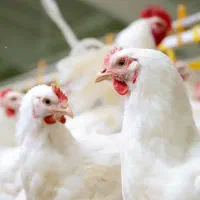 استخدام نیروی کار در مرغداری
