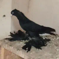 قره کوینح بالاسی