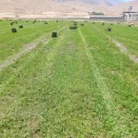 شبدر قوره