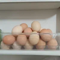 تخم مرغ محلی