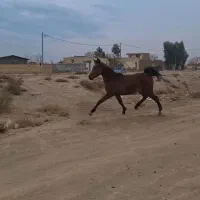 کره مادیون پرخون