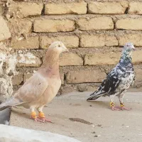 کفتر جفت هفت‌رنگ
