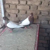 کبوتر