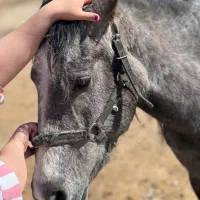 اسب اصیل پر خون نژاد دار با مدارک