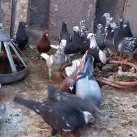 کبوتر آلمانی