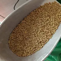 حبوبات|خوردنی و آشامیدنی|شیراز, تندگویان|دیوار