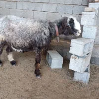 میش چاق