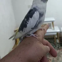 عروس هلندی ۵ماه سخن گو