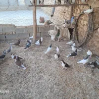 کبوتر
