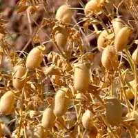 چند نفر برای دسکنه نیاز دارم