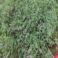 عرقیات خانگی