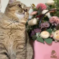 گربه بریتیش ماده